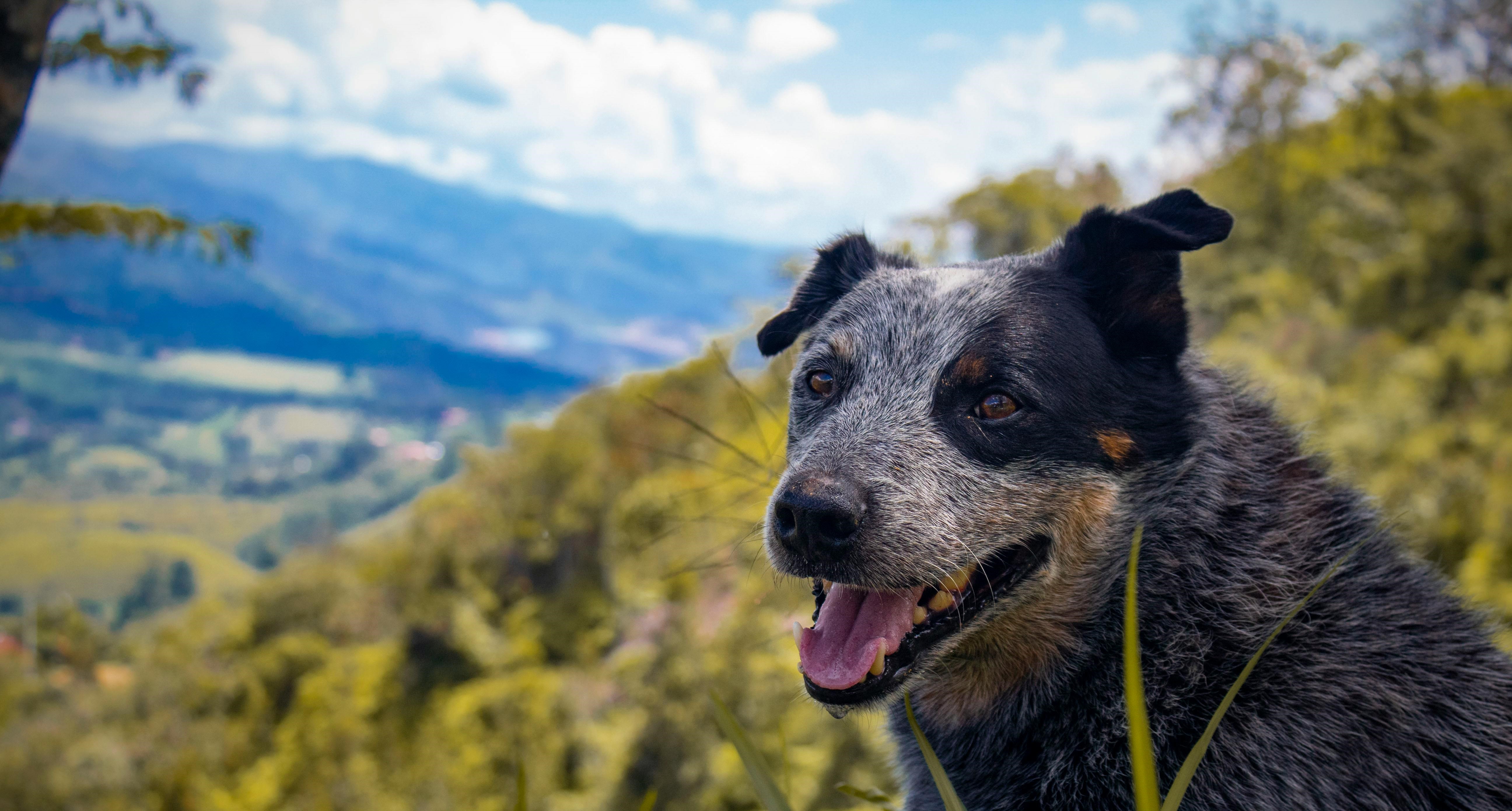 Australian Cattle Dog