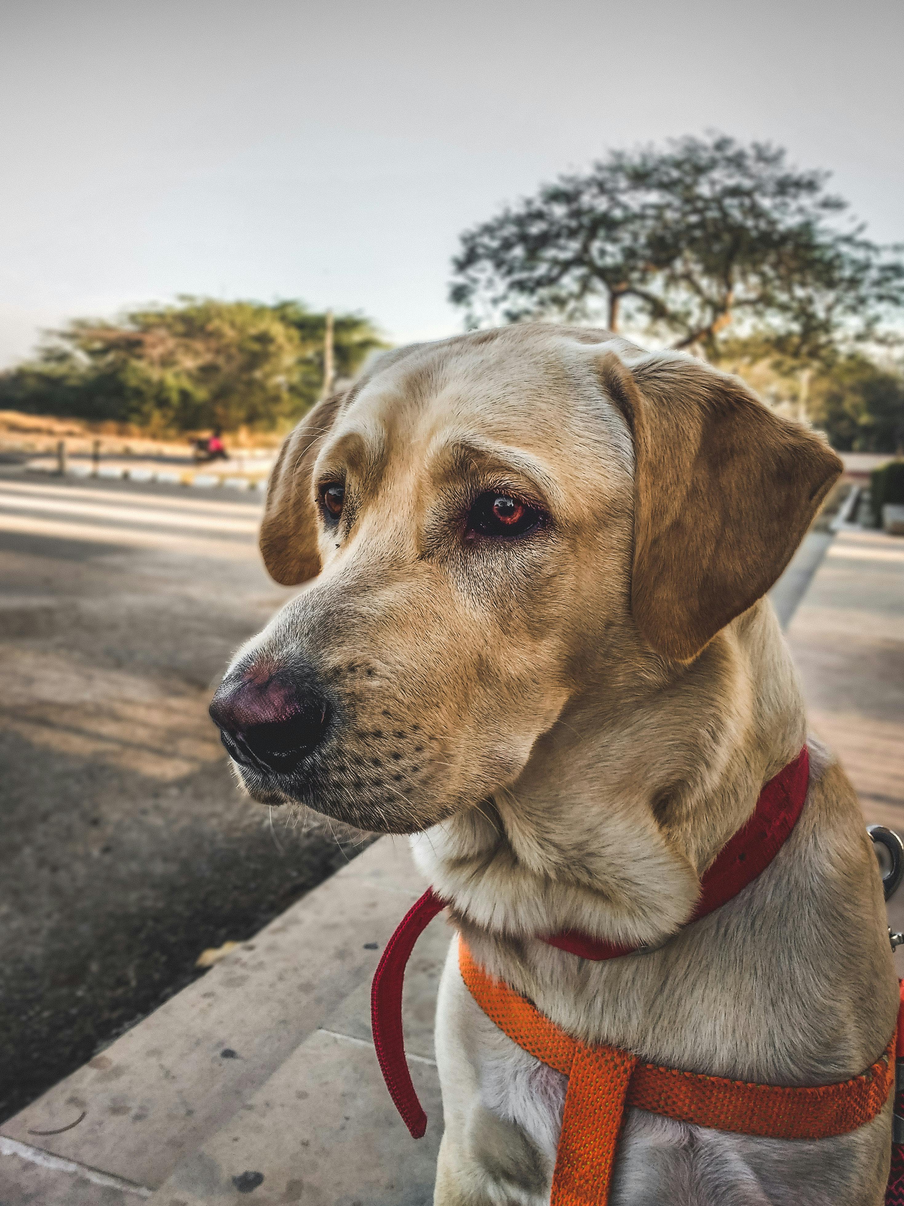 Labrador Retriever