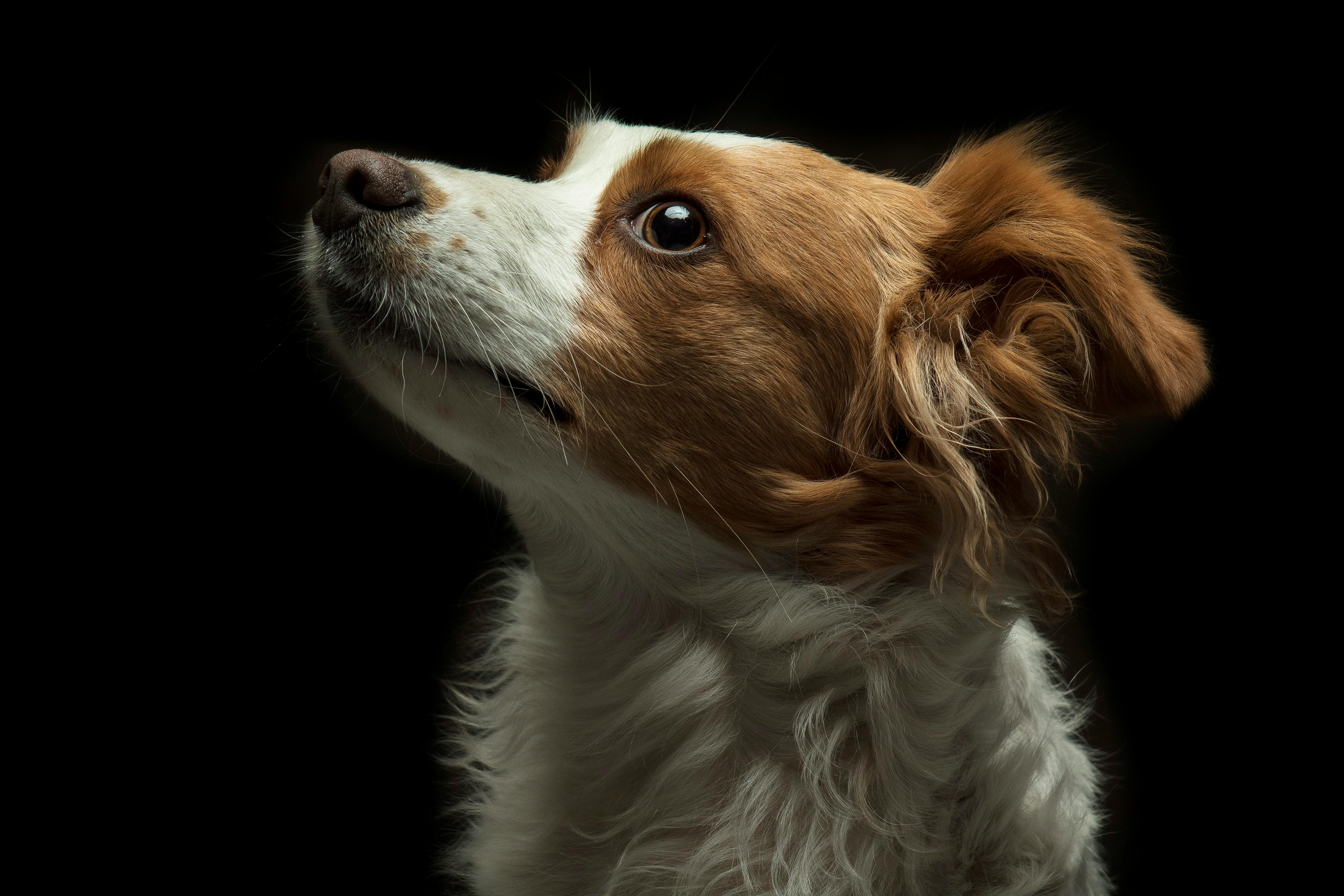 Papillon