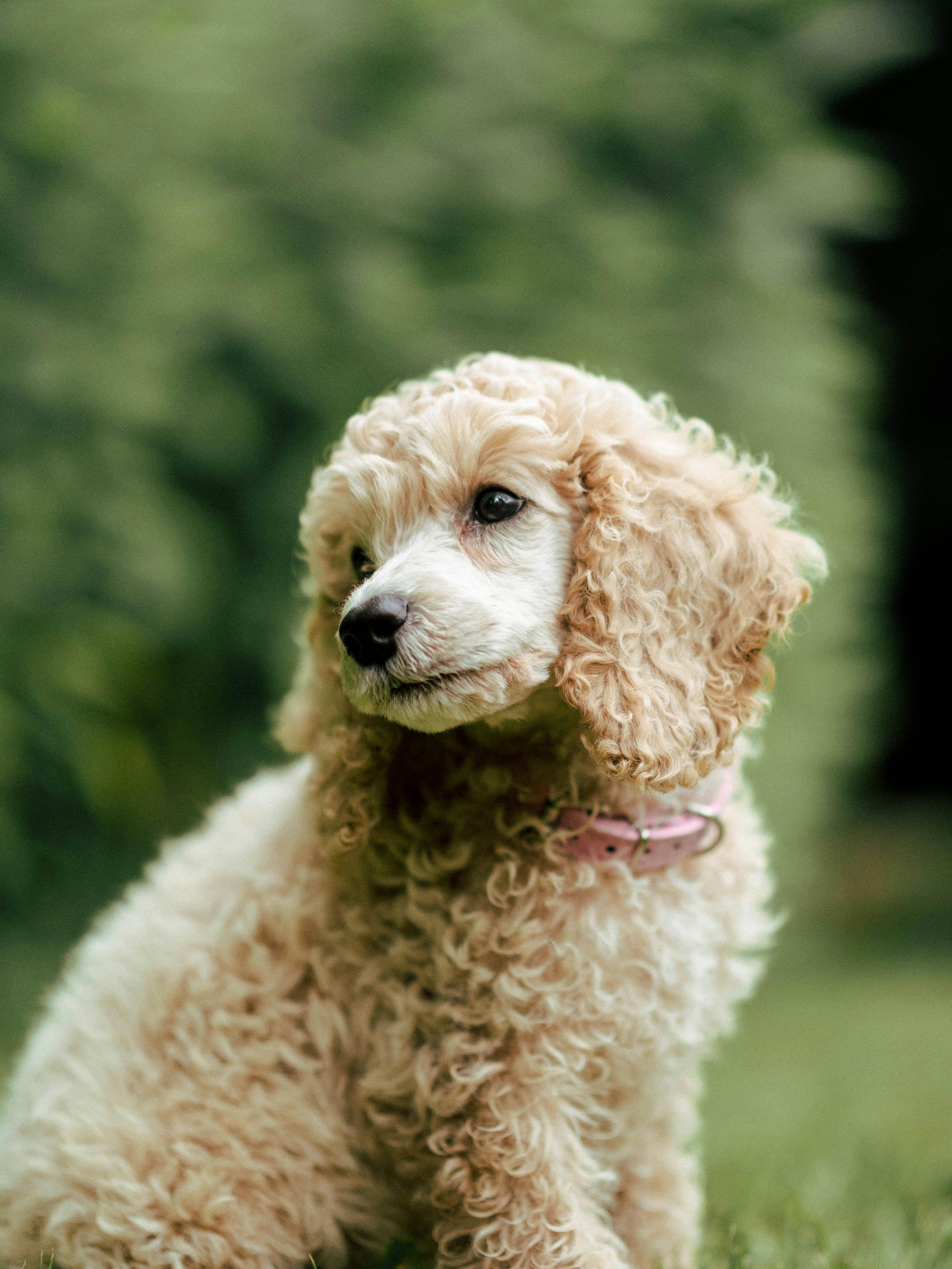 Poodle (Caniche)