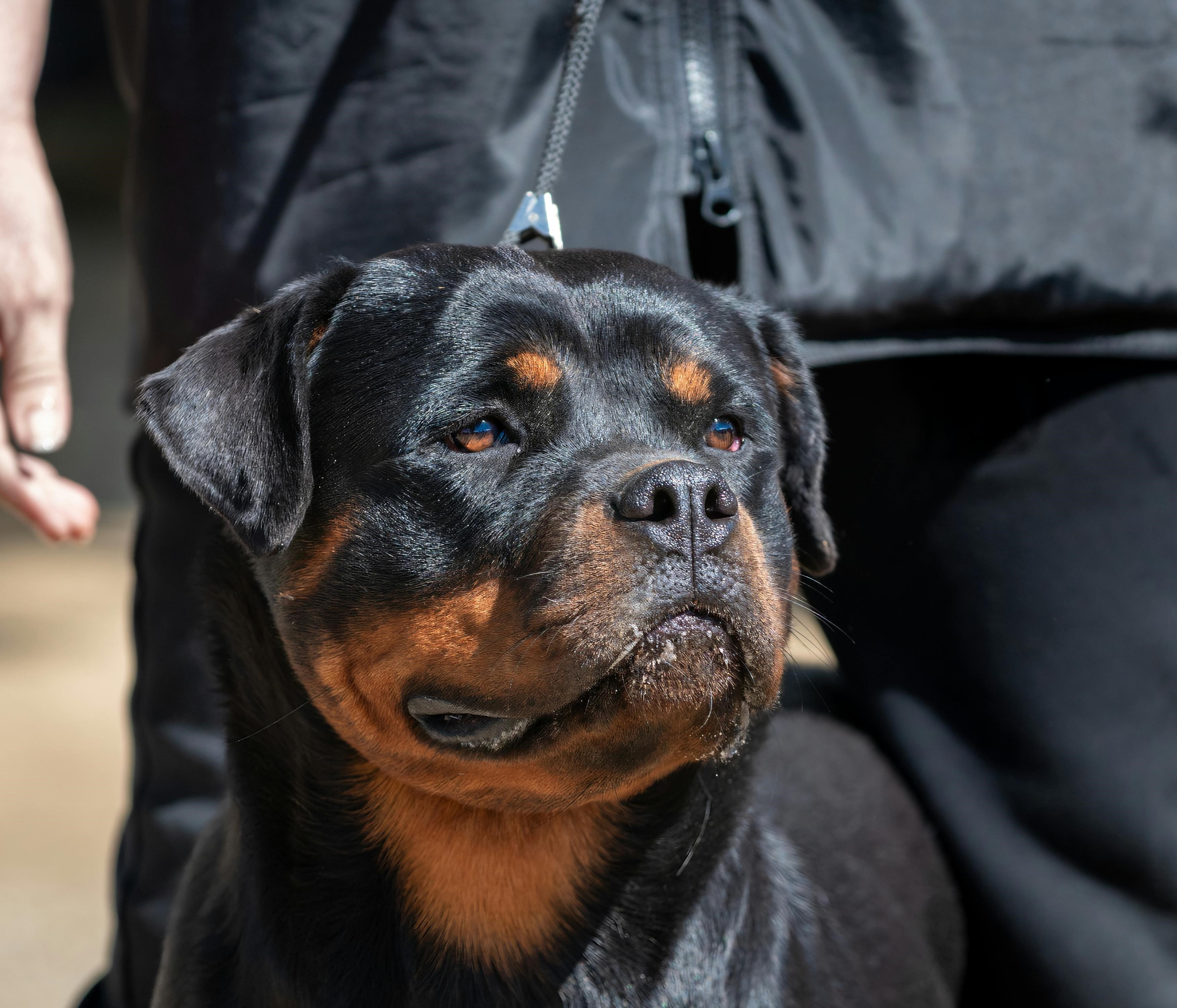 Rottweiler