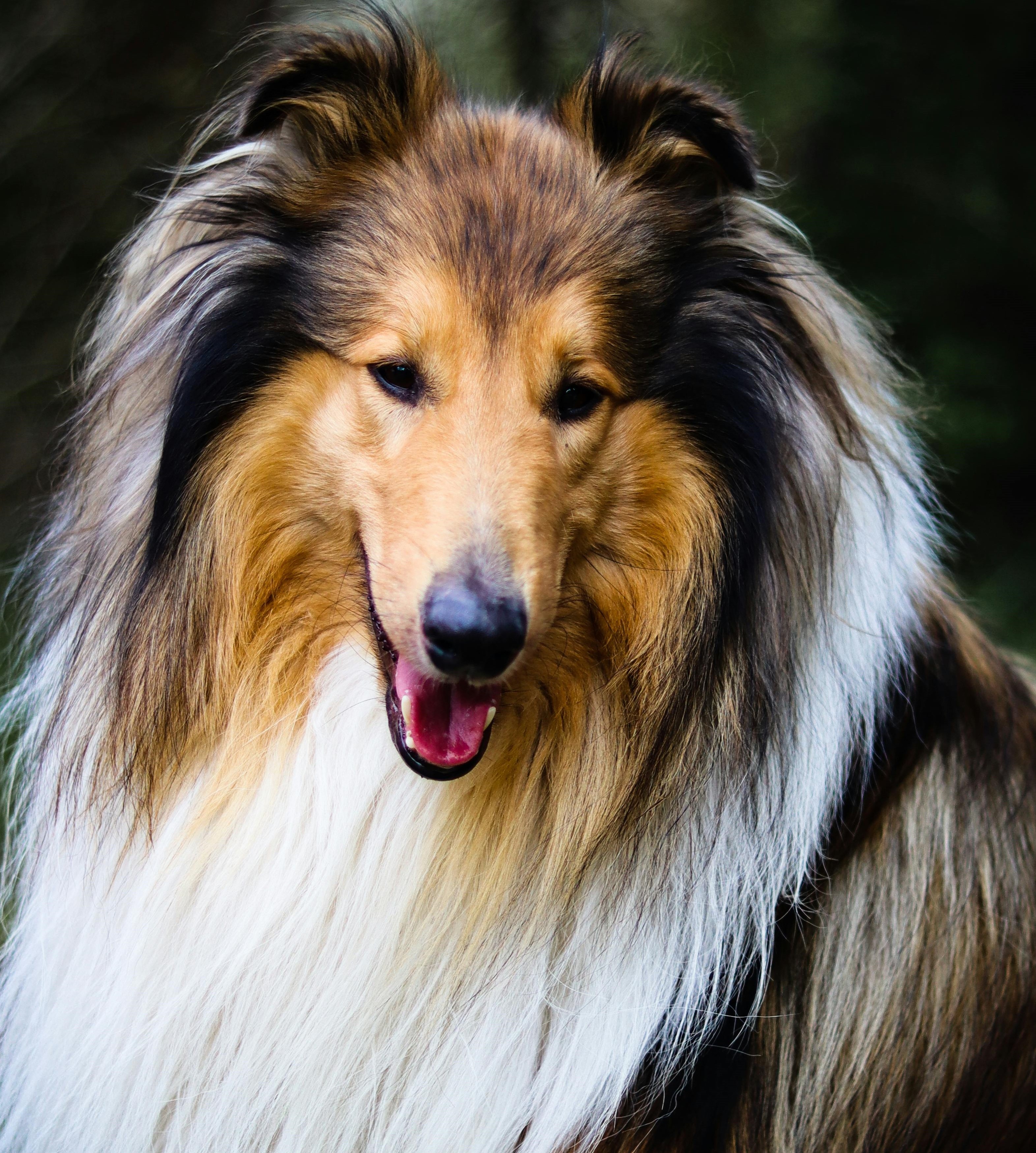 Shetland Sheepdog